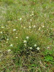 Hemerocallidoideae