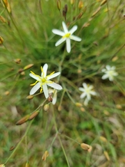 Hemerocallidoideae