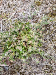 Xanthosia