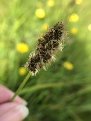 Carex densa