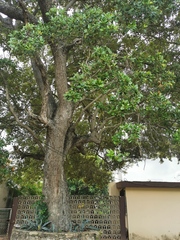 Quercus oleoides