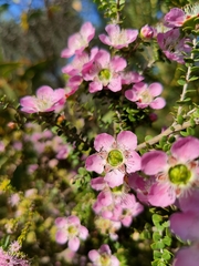 Leptospermum rotundifolium