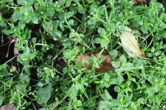 Magnoliopsida