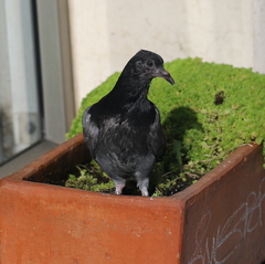 Columba livia domestica