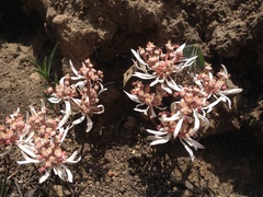 Euphorbia radians