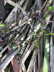 Phyllanthus australis