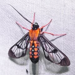 Cosmosoma sectinota