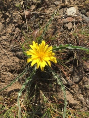 Nothocalais troximoides