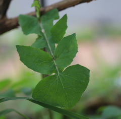 Sonchus oleraceus