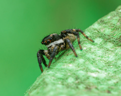 Stenaelurillus albus