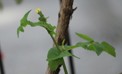 Sonchus oleraceus