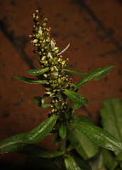 Gamochaeta