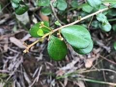 Planchonella cotinifolia