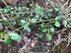 Planchonella cotinifolia