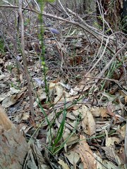 Caesia parviflora vittata