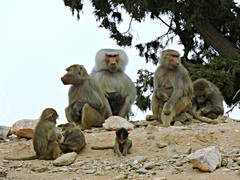 Hamadryas Baboon photo 3