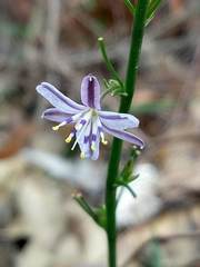 Caesia parviflora vittata