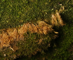 Bryophyta
