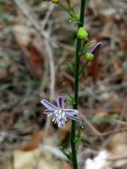 Caesia parviflora vittata