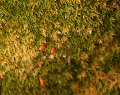 Bryophyta