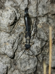 Pygidicrana