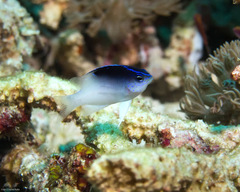 Chrysiptera rollandi