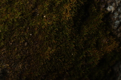 Bryophyta