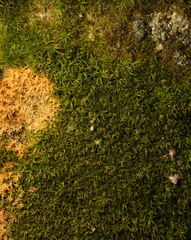 Bryophyta