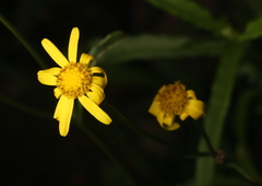 Senecio inaequidens