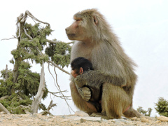Hamadryas Baboon photo 2
