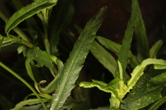 Senecio inaequidens
