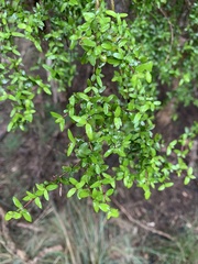 Coprosma quadrifida