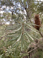 Banksia collina