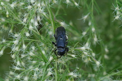 Myzinum obscurum