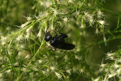Myzinum obscurum