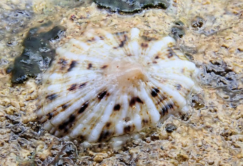 Siphonaria zelandica Quoy & Gaimard, 1833