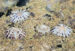 Siphonaria zelandica