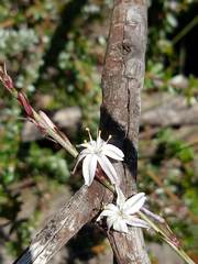 Caesia parviflora parviflora