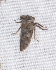 Microcentrus perditus