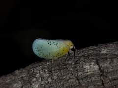 Poekilloptera phalaenoides