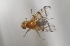 Rhagoletis basiola