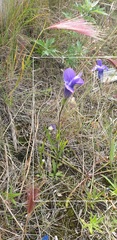 Gentianopsis detonsa