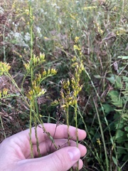 Solidago gracillima