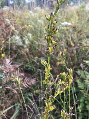 Solidago gracillima