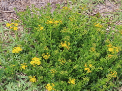 Senecio litorosus