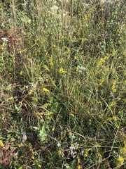Solidago gracillima