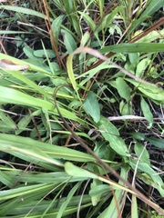 Solidago gracillima