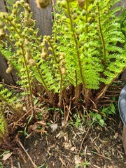 Polystichum proliferum