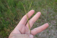 Scleria oligantha