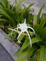 Hymenocallis littoralis